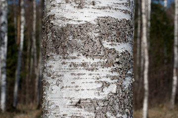 birch bark