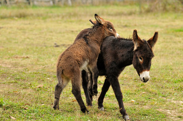 ânon jouant avec sa mère