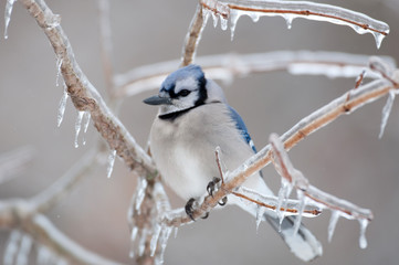 Blue jay on ice covered branches