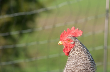 Barred rock rooster with fence in background