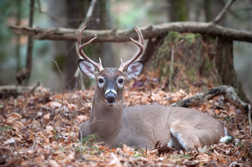 Naklejka na ściany i meble White-tailed deer buck bedded in woods