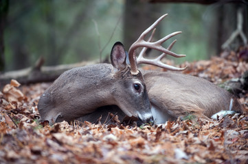 White-tailed deer buck bedded in woods