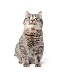 Cute tabby cat on white background