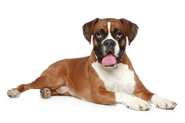 Boxer dog portrait