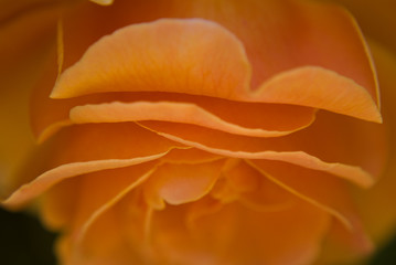 Fototapeta na wymiar Peach Rose
