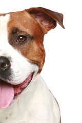 Staffordshire terrier. Half of muzzle portrait