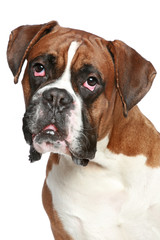 Boxer dog close-up portrait