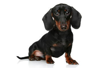 Mini dachshund, portrait on a white background