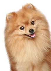 Spitz puppy close-up portrait