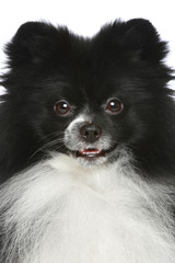 Pomeranian spitz. Close-up portrait