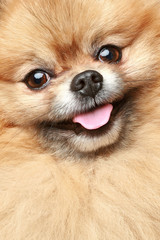 Pomeranian spitz. Close-up portrait