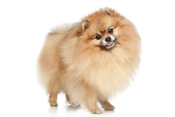 Pomeranian Spitz dog.