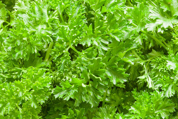 Parsley