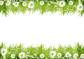 Fototapeta White camomiles and green grass as a background obraz