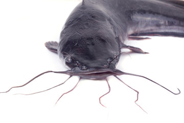 Catfish