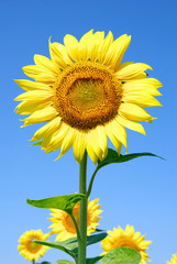 Naklejka premium sunflower