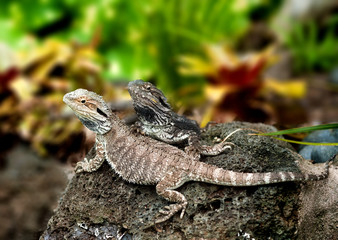 Lizard tuatara