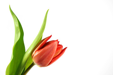 TulpenKopf