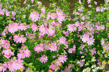 pink spring flowers