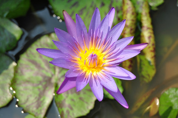 lotus