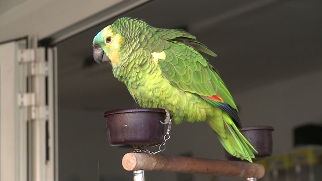 pappagallo