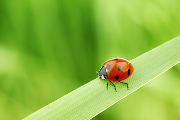 ladybug on grass