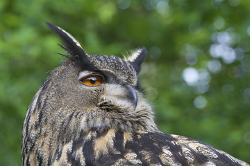 Uhu ( Bubo bubo )