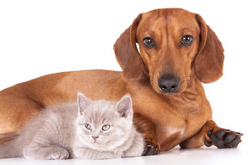 Kitten and dog dachshund