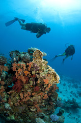 tropical underwater coral reef with scuba divers