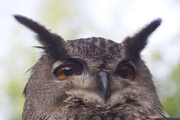 Uhu ( Bubo bubo )
