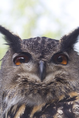 Uhu ( Bubo bubo )