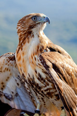 Eagle of red tail (Buteo jamaicensis)