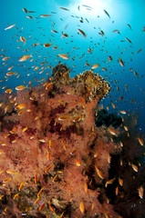 Fototapeta na wymiar tropical underwater coral reef