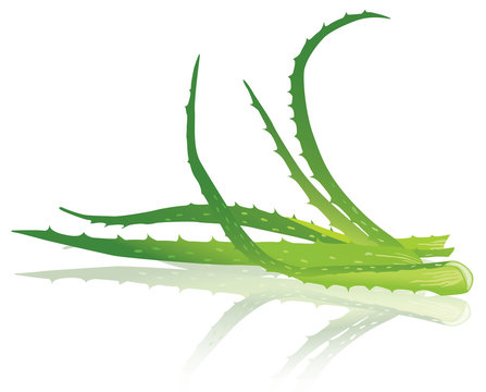 Aloe vera leaves. Vector illustration.