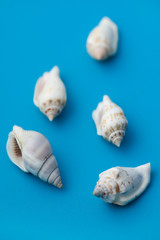 seashell on blue