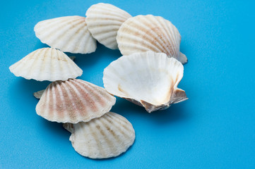 white seashell on blue