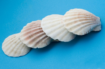 white seashell on blue close up