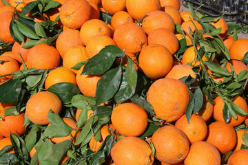 oranges du Maroc