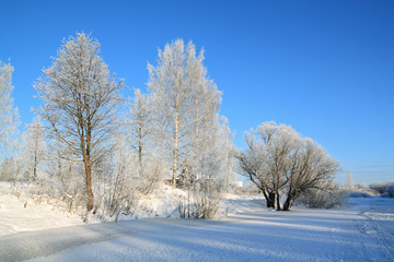 Obraz premium tree is on coast to freeze river