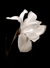 iris black and white © silence007