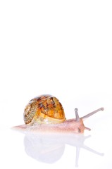 Caracol,Helix aspersa