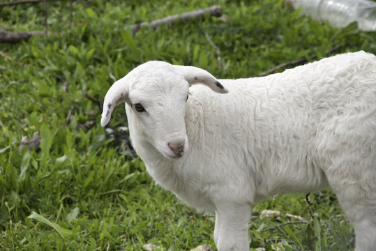 รูปภาพCordero เลือกดูภาพถ่ายสต็อก เวกเตอร์ และวิดีโอ2,434 Adobe Stock