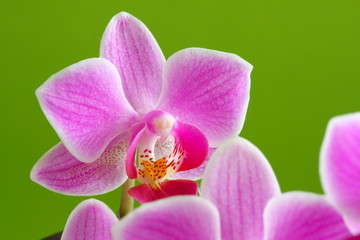 Fototapeta na wymiar Orchideenblüte