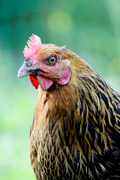 Berta