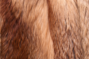 Fox fur