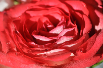 Macro Red and White Rose