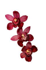 Cymbidium Claude Pepper