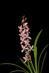 Cymbidium Eastern Beach Orchid