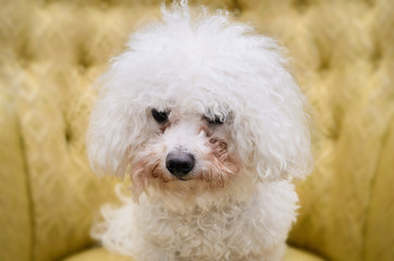 Bichon Frise on a Chair