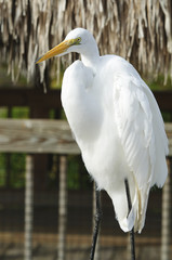 Great Egret